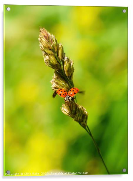 Sixteen-Spot Ladybird taking off Acrylic by Chris Rabe