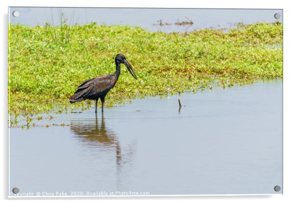 African Openbill stork Acrylic by Chris Rabe