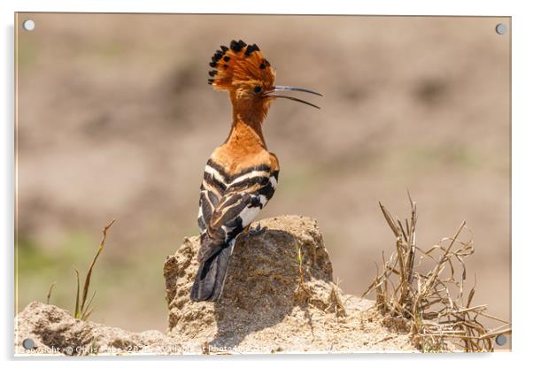 African Hoopoe standing on ground Acrylic by Chris Rabe