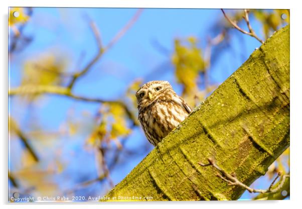 Little Owl in autumn Acrylic by Chris Rabe