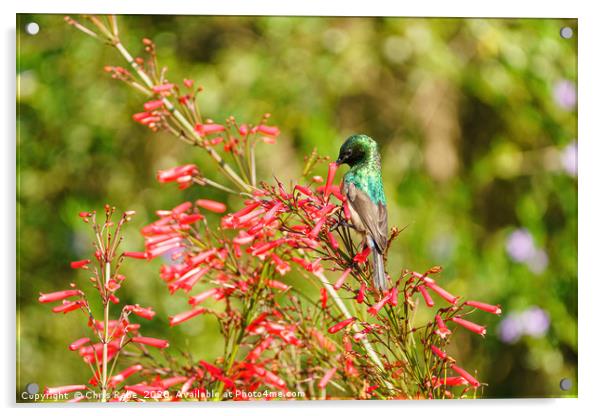 southern double-Collared Sunbird Acrylic by Chris Rabe