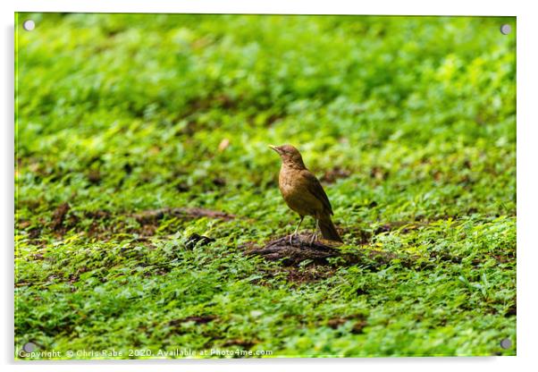 Clay-colored Thrush on the ground Acrylic by Chris Rabe