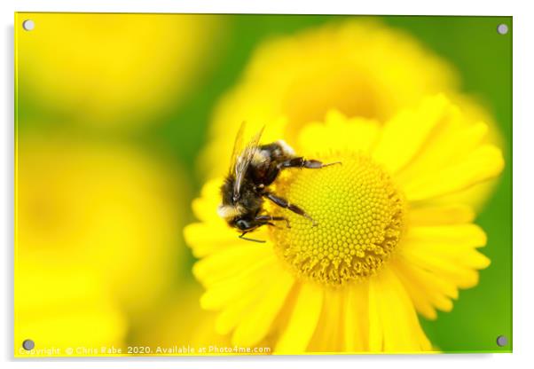 White-Tailed Bumblebee on a daisy Acrylic by Chris Rabe