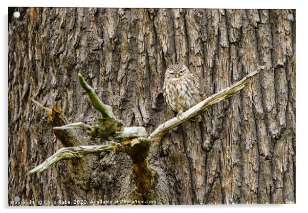 Little Owl perched on a large tree Acrylic by Chris Rabe