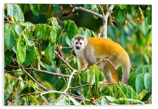 Squirrel Monkey  in tree top Acrylic by Chris Rabe