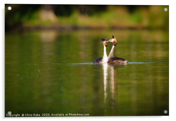 Great Crested Grebes on pend ponds Acrylic by Chris Rabe