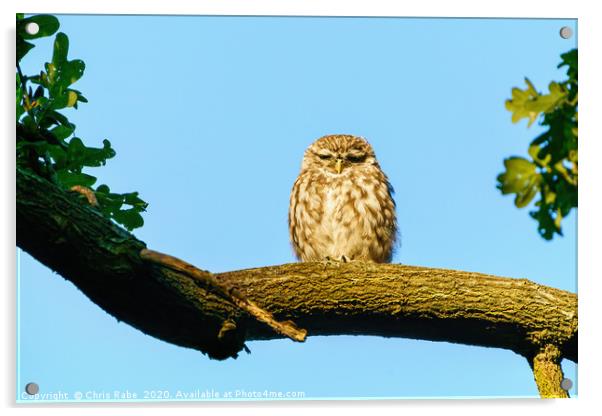 Little Owl frown Acrylic by Chris Rabe