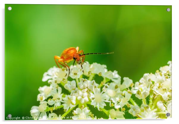 Red soldier beetle Acrylic by Chris Rabe