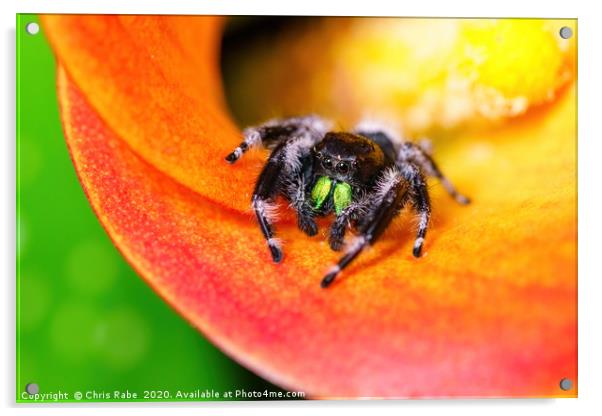 Cute jumping  spider Acrylic by Chris Rabe
