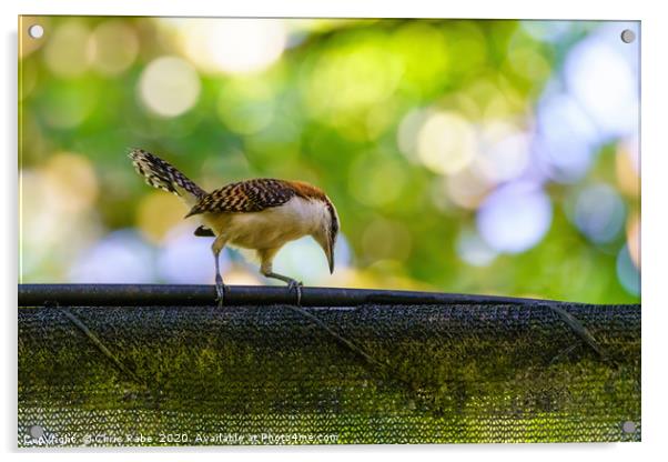 rufous-naped Wren  Acrylic by Chris Rabe