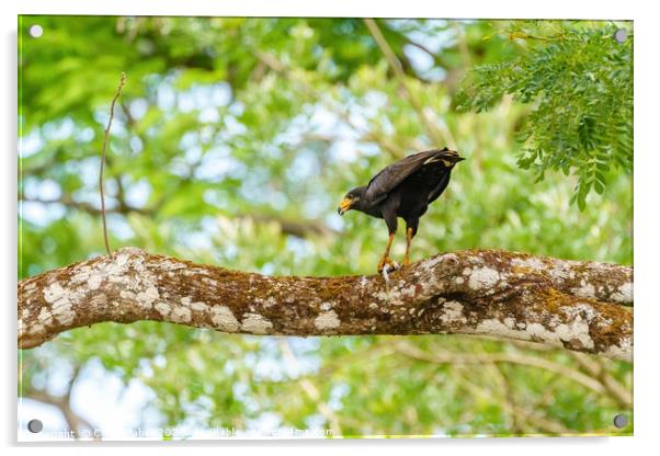 Common Black Hawk  Acrylic by Chris Rabe