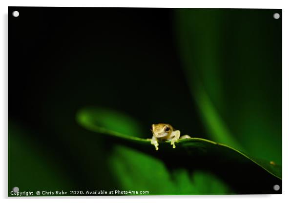 Tiny baby tree frog Acrylic by Chris Rabe