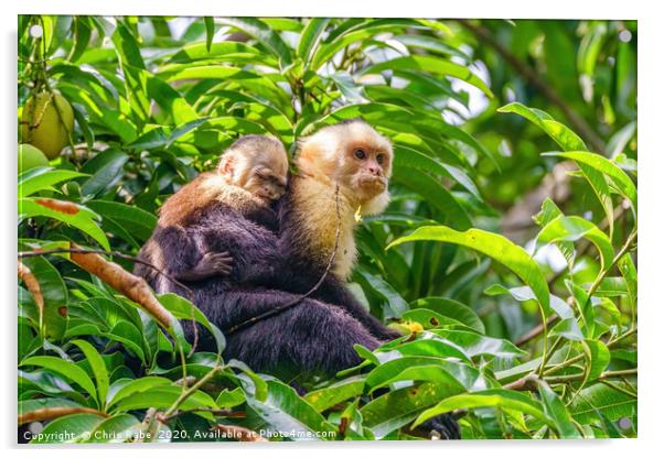 capuchin monkey with baby Acrylic by Chris Rabe