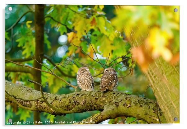 Pair of Little Owl Acrylic by Chris Rabe