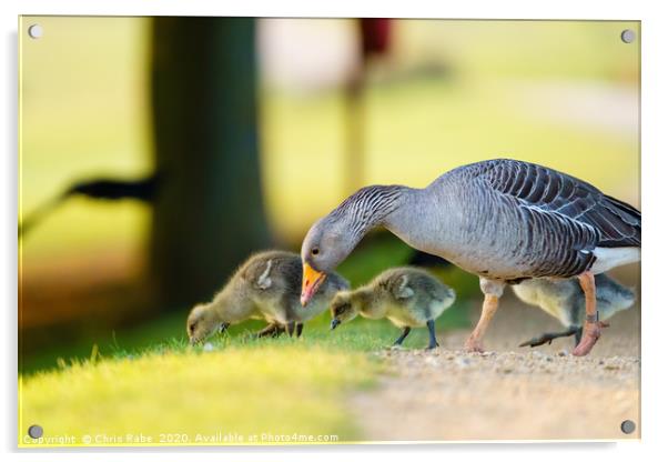 Greylag Goose family feeding Acrylic by Chris Rabe