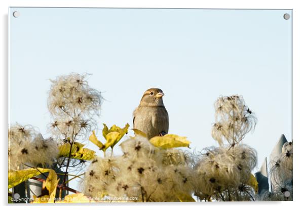 House sparrow  Acrylic by Chris Rabe
