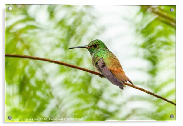 Rufous-Tailed Hummingbird Acrylic by Chris Rabe