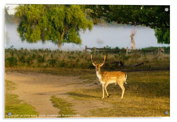 Male Fallow Deer in early morning light Acrylic by Chris Rabe