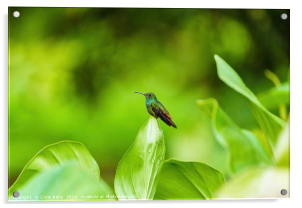 Rufous-Tailed Hummingbird Acrylic by Chris Rabe