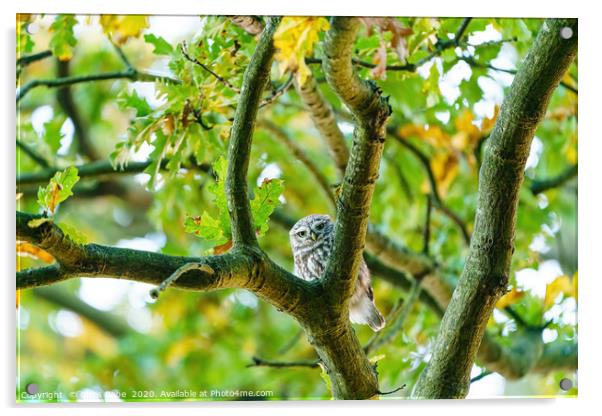 Little Owl staring into camera from between branch Acrylic by Chris Rabe