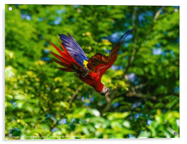 Scarlet Macaw in flight Acrylic by Chris Rabe