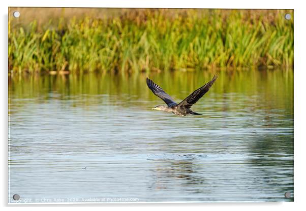 Great Cormorant flying low Acrylic by Chris Rabe