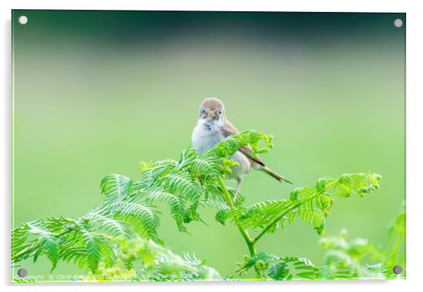 Common Whitethroat  Acrylic by Chris Rabe