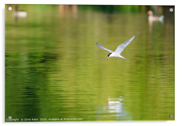 Common Tern in flight Acrylic by Chris Rabe