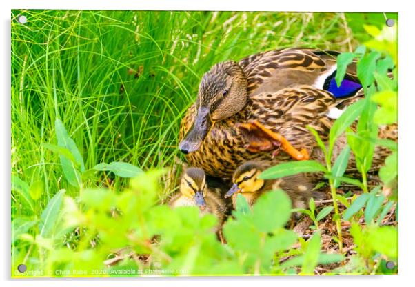 Mallard mother and her ducklings Acrylic by Chris Rabe