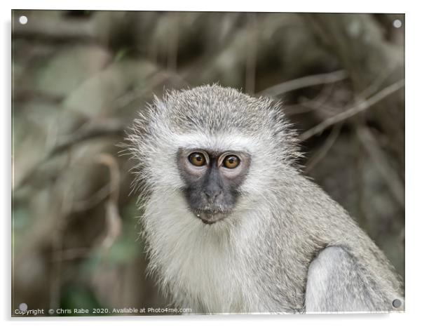 Vervet Monkey portrait Acrylic by Chris Rabe