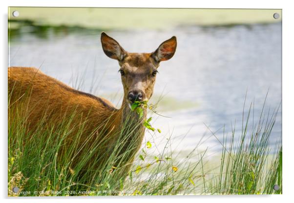 Red deer doe eating Acrylic by Chris Rabe