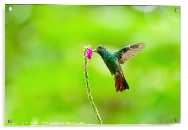 Rufous-Tailed Hummingbird feeding Acrylic by Chris Rabe