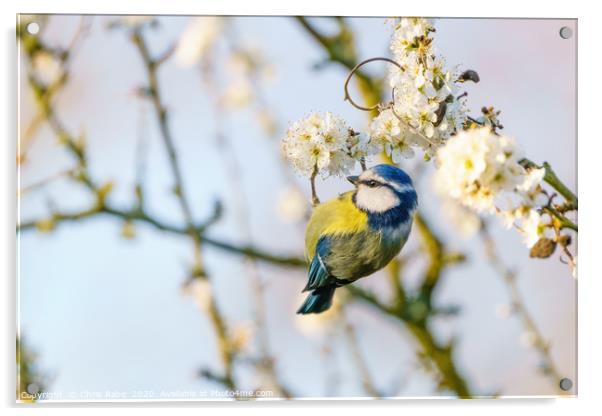 Blue tit dangling from blooming twig Acrylic by Chris Rabe