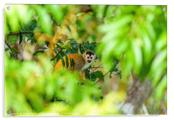 Common Squirrel Monkey Acrylic by Chris Rabe