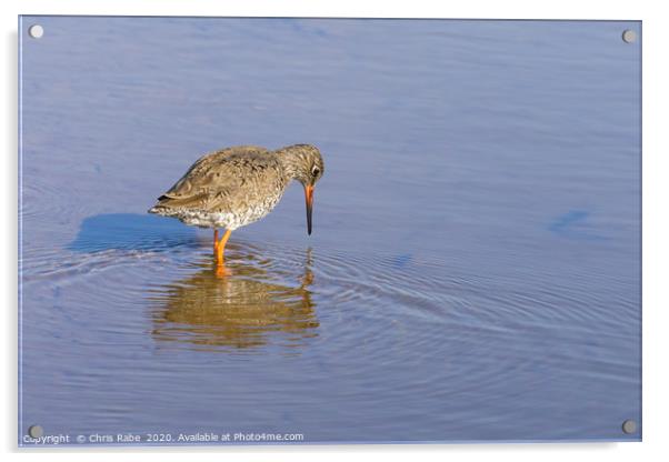 Redshank wading through water Acrylic by Chris Rabe