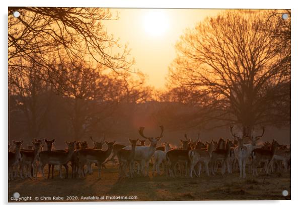 Fallow Deer herd  Acrylic by Chris Rabe