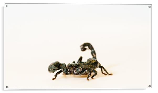 Emperor scorpion Acrylic by Chris Rabe