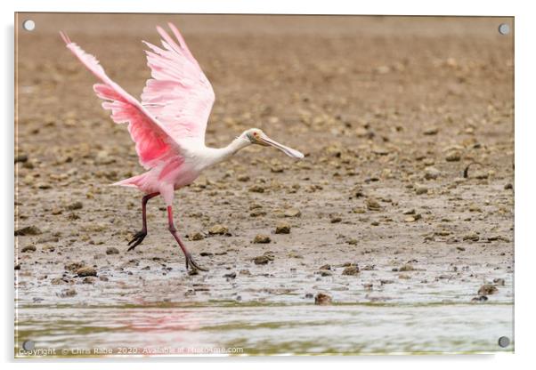 Roseate Spoonbill  Acrylic by Chris Rabe