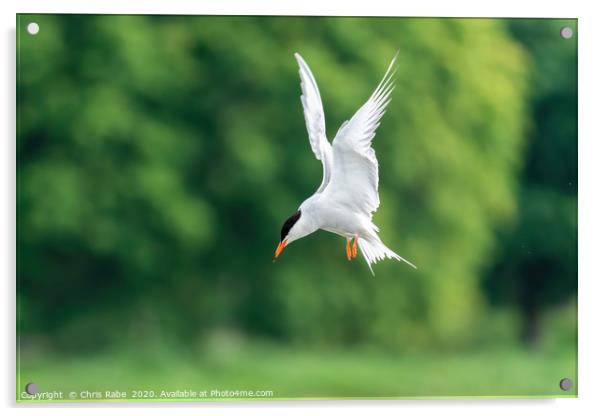 Common Tern Acrylic by Chris Rabe