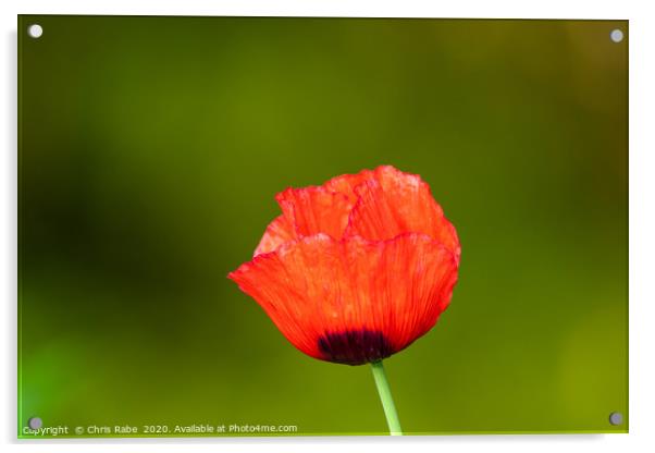 Bright red Poppy  Acrylic by Chris Rabe