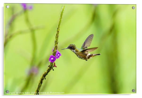 Black-crested Coquette  Acrylic by Chris Rabe