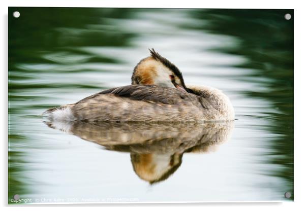 Great Crested Grebe resting Acrylic by Chris Rabe