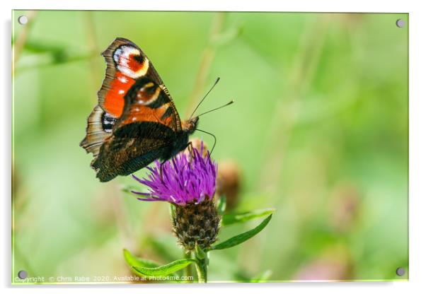 Peacock butterfly  Acrylic by Chris Rabe