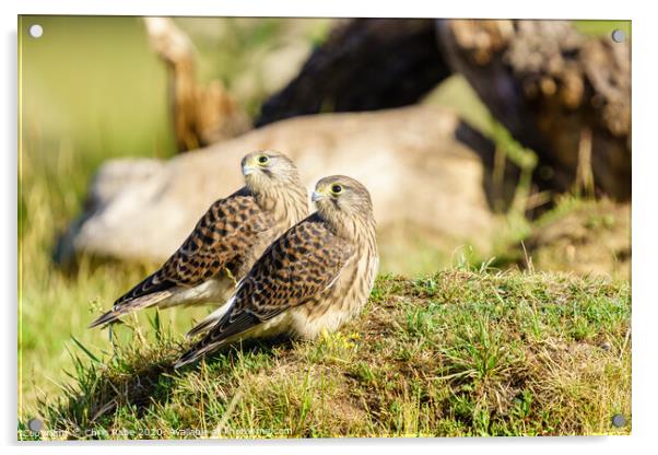 Common Kestrel (Falco Tinnunculus) juvenile siblings looking over their shoulders Acrylic by Chris Rabe