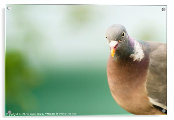 Closeup of a Common Wood Pigeon looking into camera Acrylic by Chris Rabe