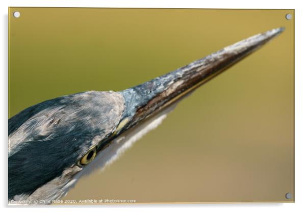 Grey Heron close-up head shot Acrylic by Chris Rabe