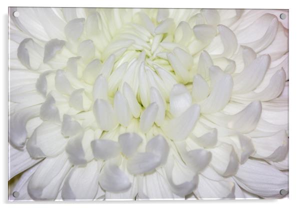 A beautiful White Chrysanthemum Acrylic by Paul Smith