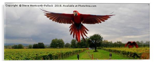 Parrot in flight Acrylic by Steve WP