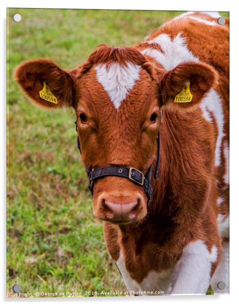Guernsey Cow Acrylic by George de Putron