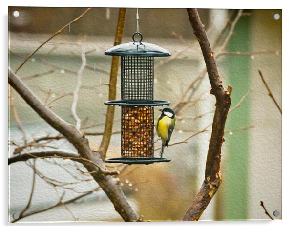  Marsh tit hanging on the seed feeder Acrylic by Luisa Vallon Fumi
